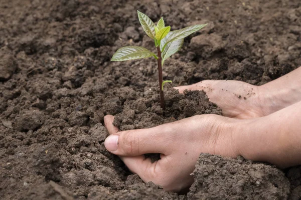 Mão com pouca planta verde crescendo no solo — Fotografia de Stock