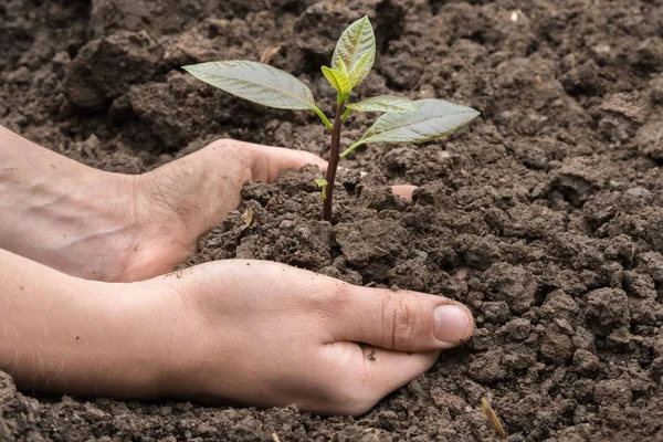 Mão com pouca planta verde crescendo no solo — Fotografia de Stock