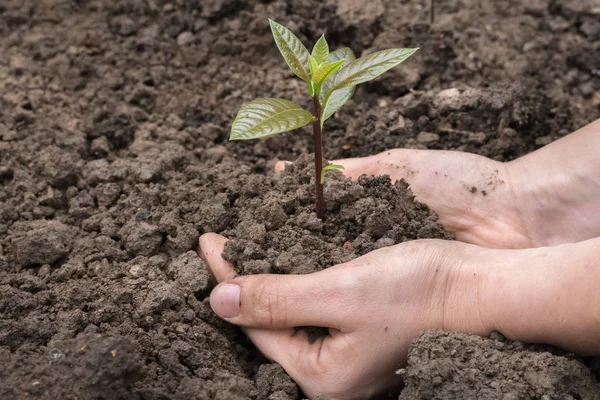 Mão com pouca planta verde crescendo no solo — Fotografia de Stock