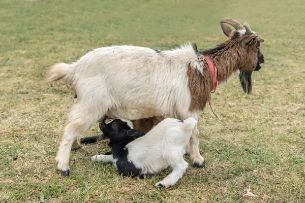 母羊正在喂养新生的小山羊 农村耕作的概念 — 图库照片