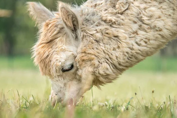 Fluffy Lama Grönt Gräs Bakgrund — Stockfoto