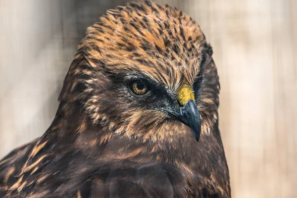 Nahaufnahme Porträt Des Rotschwanzfalken — Stockfoto