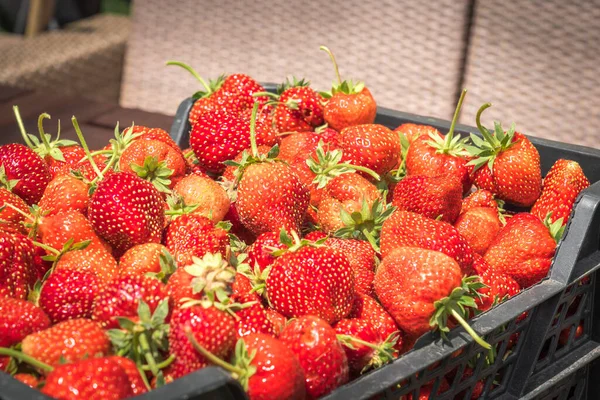 Fresas Rojas Maduras Canasta Sobre Fondo Soleado — Foto de Stock