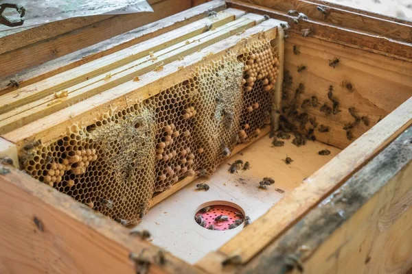 Panal Natural Con Miel Abejas Una Colmena Abejas —  Fotos de Stock