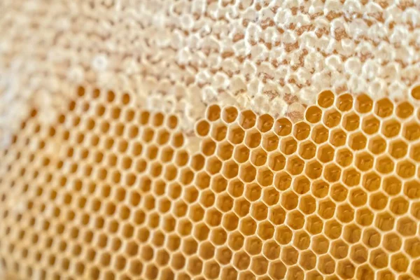 Natural Honeycomb Honey Bee Hive — Stock Photo, Image