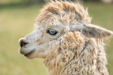Yeşil çimen arka planında tüylü lama
