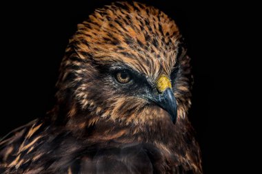 Kızıl Kuyruklu Şahin 'in portresi siyah arkaplanda izole edildi