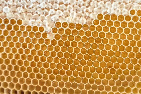 Natürliche Wabe Mit Honig Aus Einem Bienenstock — Stockfoto