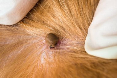 Veteriner doktor köpekten kene alıyor. Hayvan ve veteriner bakımı konsepti.