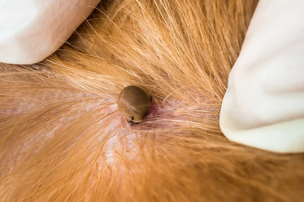 Veterinarian Doctor Removing Tick Dog Animal Pet Veterinary Care Concept — Stock Photo, Image