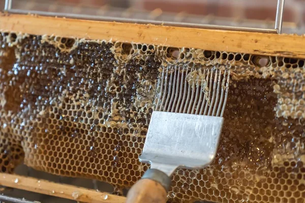 蜂の巣から蜂蜜と天然のハニカム — ストック写真