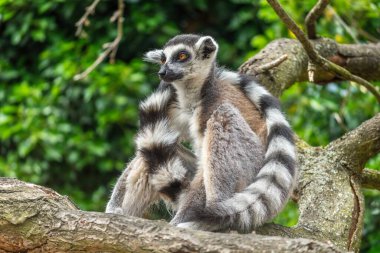 Lemurlar zoolojik bahçede bir ağaç dalında