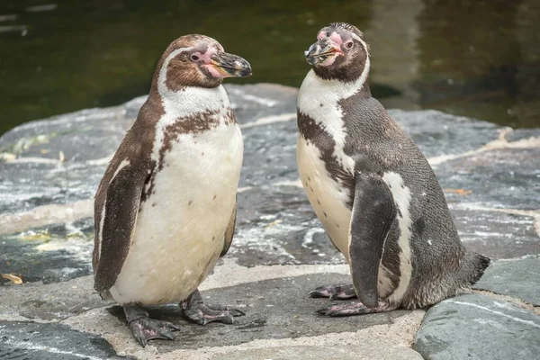 Pingouins Dans Parc Zoologique Sur Fond Nature — Photo