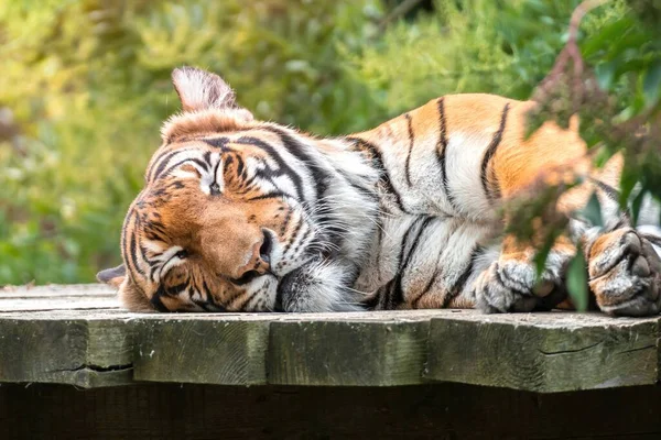 Tiger Liegt Und Ruht Sonnigen Tagen Auf Holzboden — Stockfoto