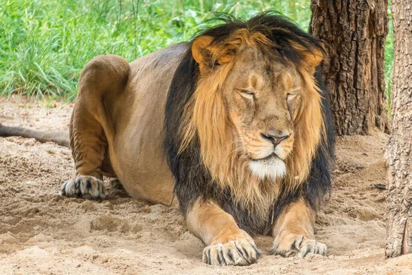 Lion Lying Resting Sunny Day Ground — Stock Photo, Image