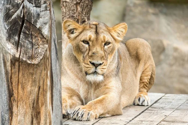 Female Lion Lying Resting Sunny Day — Stock Photo, Image