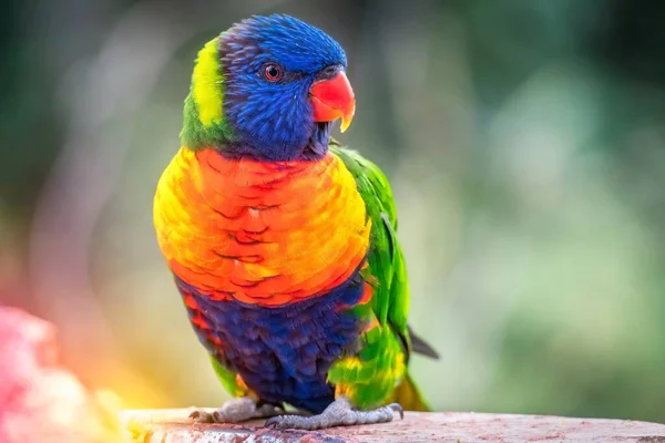 Kleurrijke Papegaai Zit Zomer Zonnige Dag Een Tak Van Boom — Stockfoto