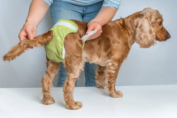 Woman Changing Diaper Her Dog Estrus Cycle Incontinence Concept — Stock Photo, Image