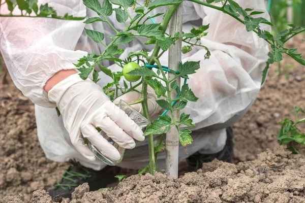 Cientista Ogm Macacões Modificando Geneticamente Tomate Fazenda Tomates — Fotografia de Stock