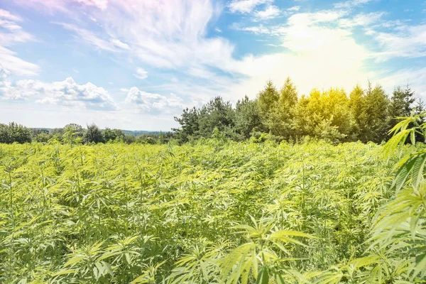 Marihuana Pflanzen Freien Cannabis Farm Feld — Stockfoto