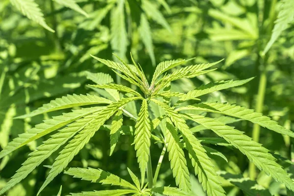 Marihuana Pflanzen Freien Cannabis Farm Feld — Stockfoto