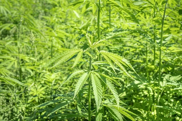 Φυτά Μαριχουάνας Στο Ύπαιθρο Φυτεία Κάνναβης — Φωτογραφία Αρχείου