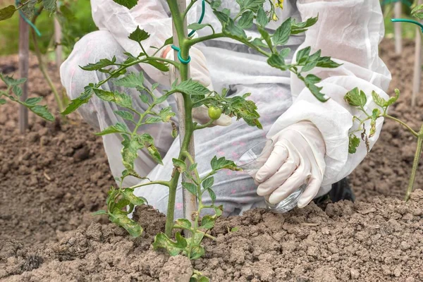 Cientista Ogm Macacões Modificando Geneticamente Tomate Fazenda Tomates — Fotografia de Stock