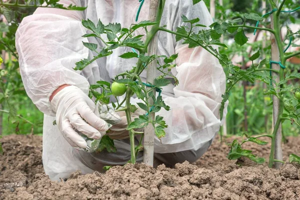 Gmo Scientist Coveralls Genetically Modifying Tomato Tomatoes Farm — Stock Photo, Image
