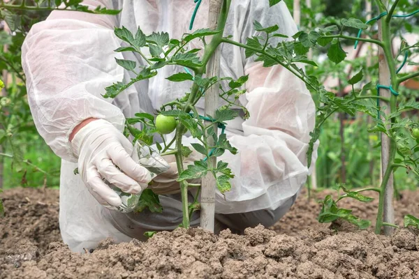 Cientista Ogm Macacões Modificando Geneticamente Tomate Fazenda Tomates — Fotografia de Stock