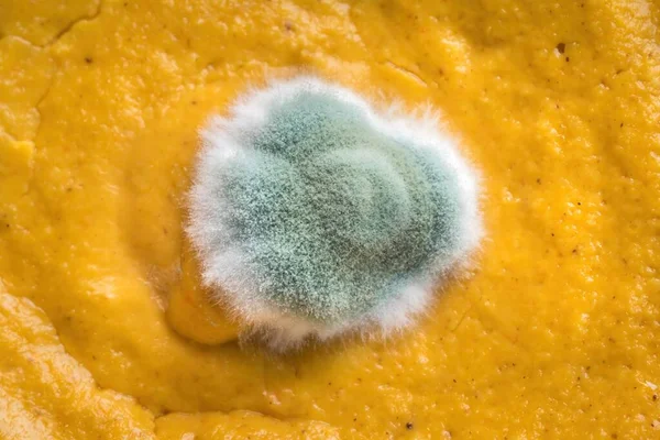 Molde Comida Fungo Verde Pão Espalhado — Fotografia de Stock