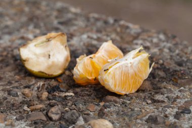 Karıncalar mandarin kalıntıları sonra insanların yemek, doğa çöp emer