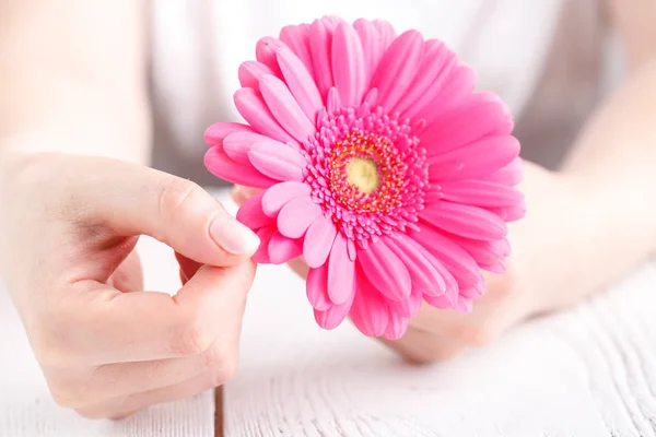 Gerbera Fleur Rose Dans Les Mains Féminines Vue Rapprochée Concept — Photo