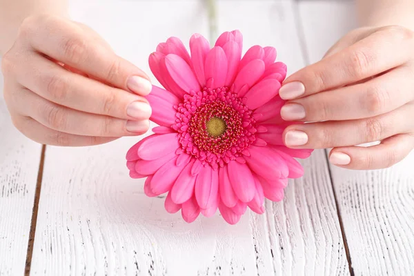 Rosa Blomma Gerbera Kvinnliga Händer Nära Håll Kvinnliga Vård Koncept — Stockfoto