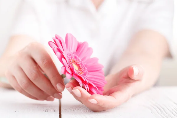 Conception Hygiénique Féminine Gerbera Fleur Rose Dans Les Mains Féminines — Photo