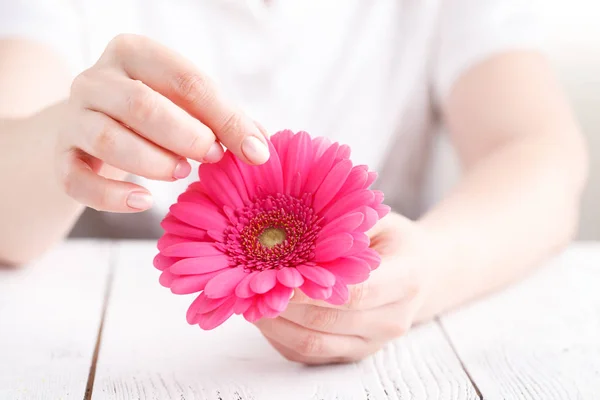 Kvinnliga Håll Rosa Blomma Gerbera Handen Vit Bakgrund — Stockfoto