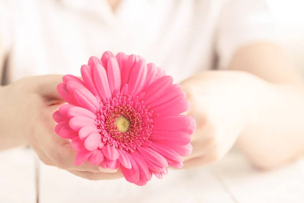 Femmina Tenere Gerbera Fiore Rosa Mano Sfondo Bianco — Foto Stock