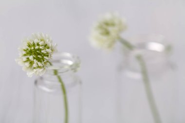 ahşap masa üzerinde cam sürahi beyaz yonca