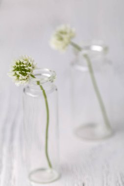 Yonca cam ile kompozisyon. melankolik natürmort beyaz yonca ile. yumuşak odak