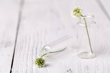 Yonca cam ile kompozisyon. melankolik natürmort beyaz yonca ile. yumuşak odak