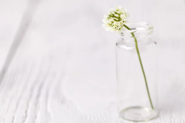 Composition Avec Trèfle Verre Nature Morte Mélancolique Avec Trèfle Blanc — Photo