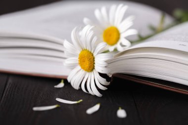 ahşap masa kitap ve papatya çiçek