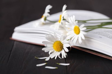 eski kitap üzerinde beyaz papatya buketi 