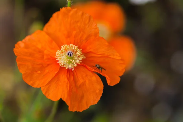 Berg Bloem Kaukasische Regio Stenen Land — Stockfoto