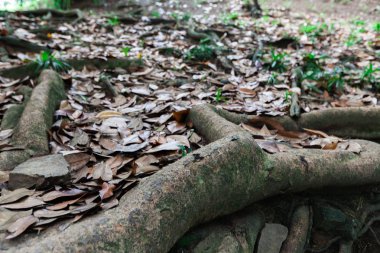 Ağaçların kökleri üzerinde taş bulunur