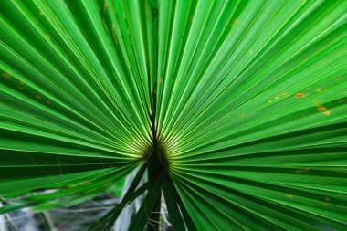 tropikal yeşil düzen bırakır. Tropikal palmiye arka plan