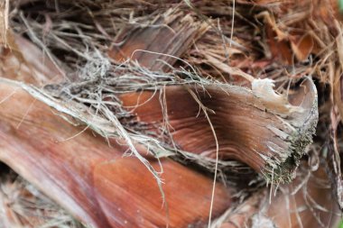 Ölü kuru yaprakları, arka planlar ve dokular yapraklar, closeup vurdu