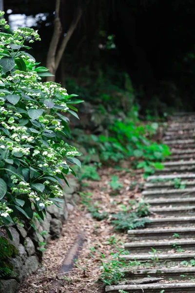 公園の古い放棄された階段になる緑の生きている 熱帯気候で湿度の高い — ストック写真