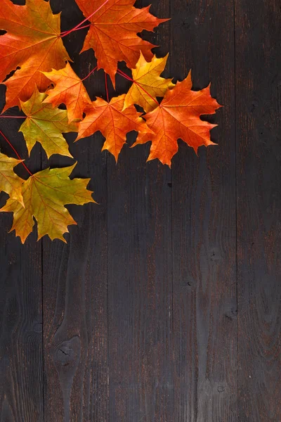 Herbstblätterkomposition Für Bilderrahmen Kopierraum — Stockfoto