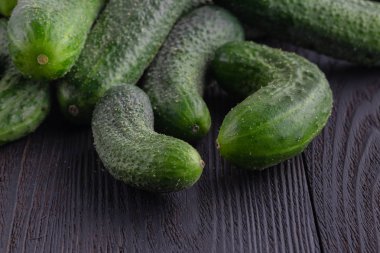 Salatalık hasat. birçok salatalık. tarlada salatalık