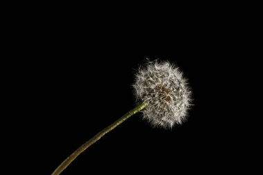 Kara hindiba makro fotoğraf üzerine siyah